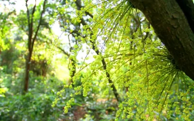 Rừng chõi nguyên sinh - Du lịch Cô tô