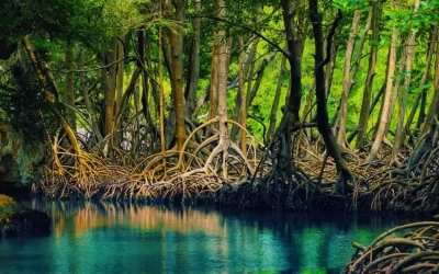 Rừng đước Năm Căn - Điểm đến Cà Mau