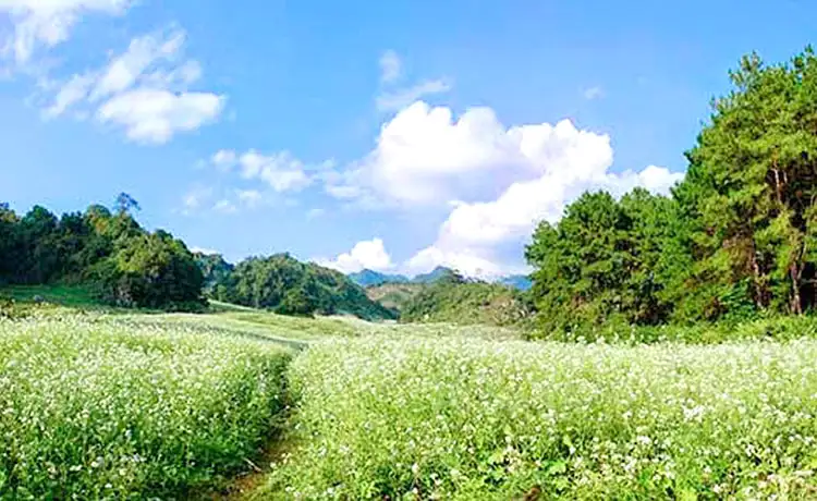 Rừng thông Bản Áng Mộc Châu