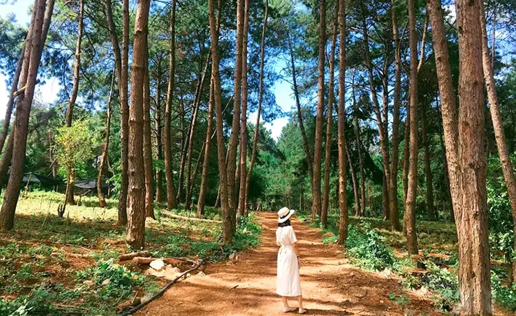 Rừng thông Bản Áng Mộc Châu