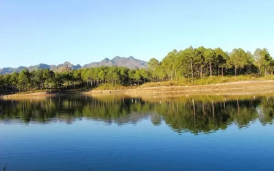 Rừng thông Bản Áng Mộc Châu - Điểm đến Mộc Châu