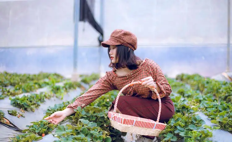 Rừng thông Bản Áng Mộc Châu