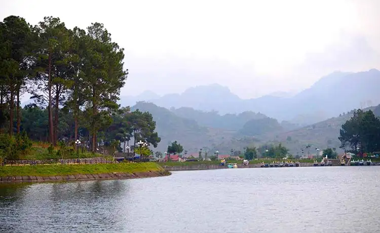 Rừng thông Bản Áng Mộc Châu