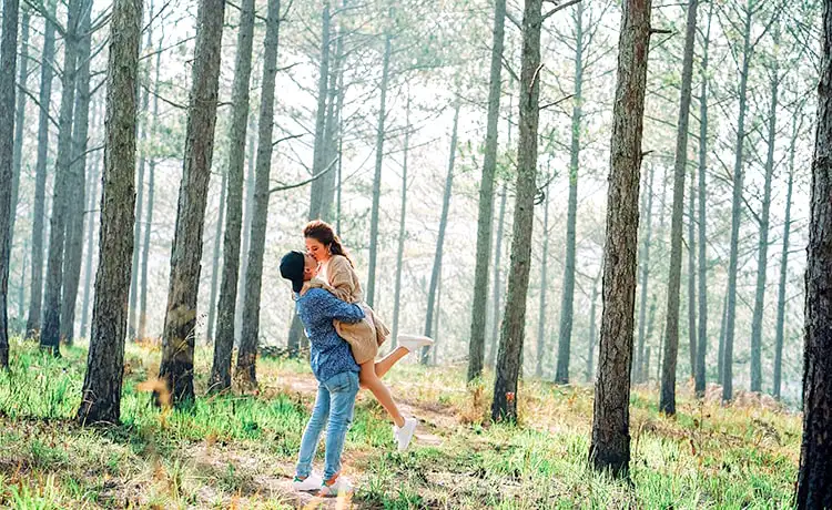 rừng thông yên minh hà giang rừng thông yên minh hà giang