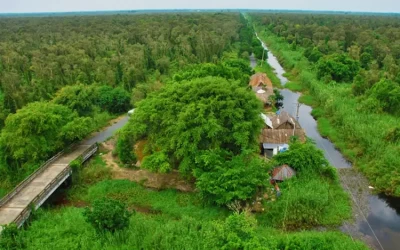 Rừng U Minh Hạ - Điểm đến Cà Mau