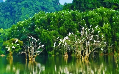 Khu du lịch Sân chim Vàm Hồ - Du lịch Bến Tre