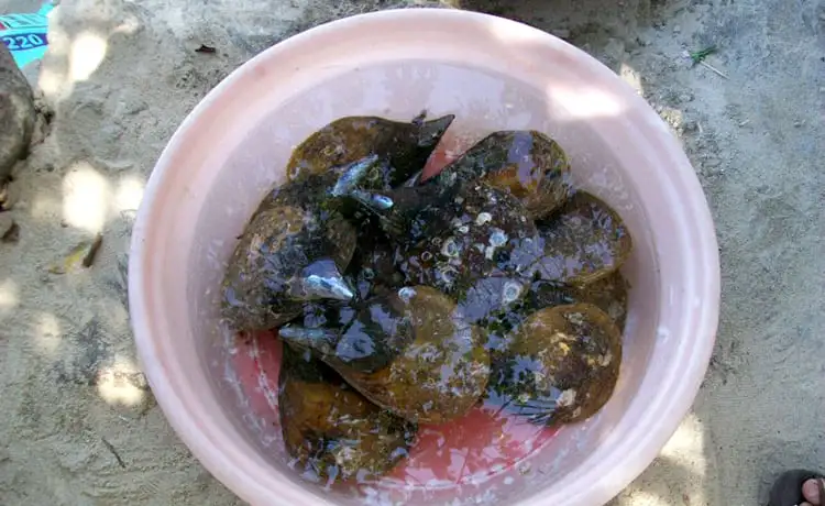 sò mai cù lao chàm