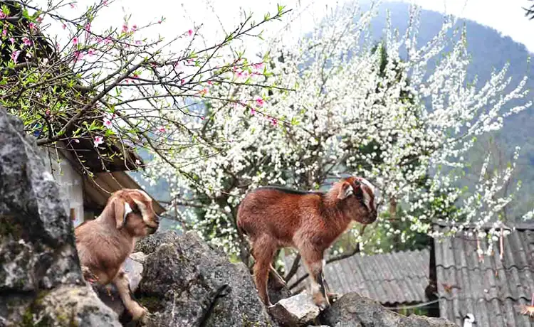 tả lủng hà giangg tả lủng hà giangg