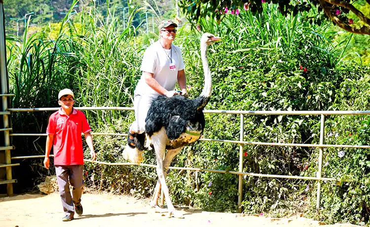 cưỡi đà điểu tại khu du lịch thác prenn đà lạt