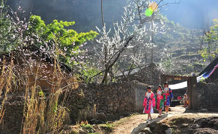 thài phìn tủng hà giang thài phìn tủng hà giang