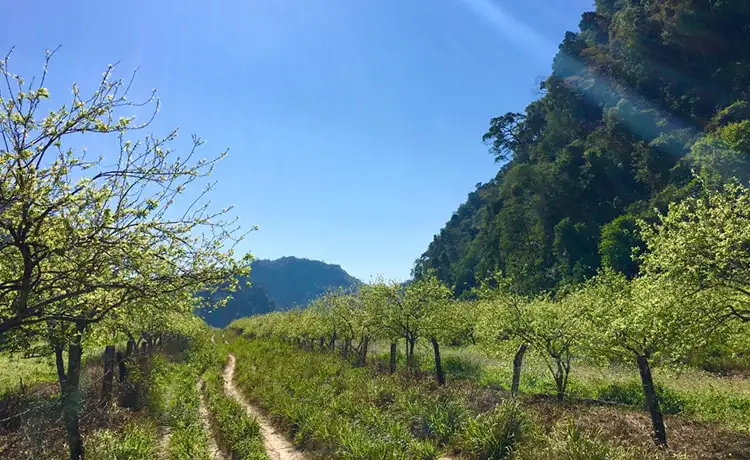 Thung lũng mận Mu Náu Mộc Châu