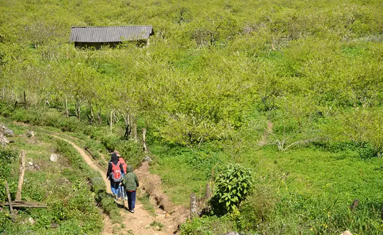 Thung lũng mận Mu Náu Mộc Châu