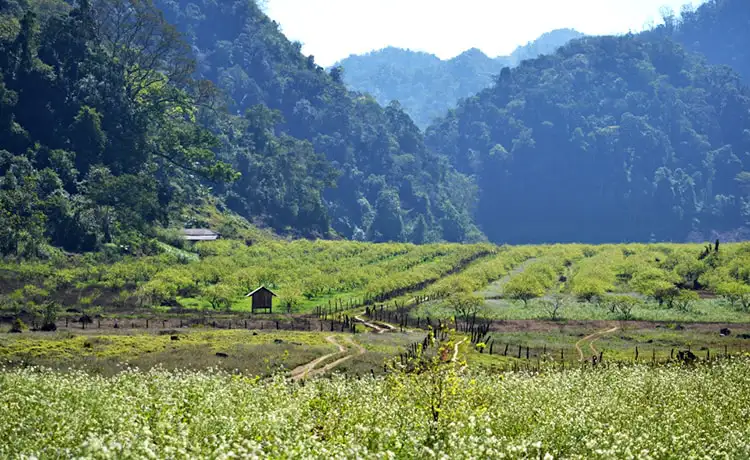 Thung lũng mận Mu Náu Mộc Châu