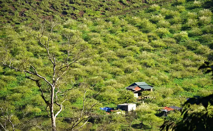 Thung lũng mận Mu Náu Mộc Châu