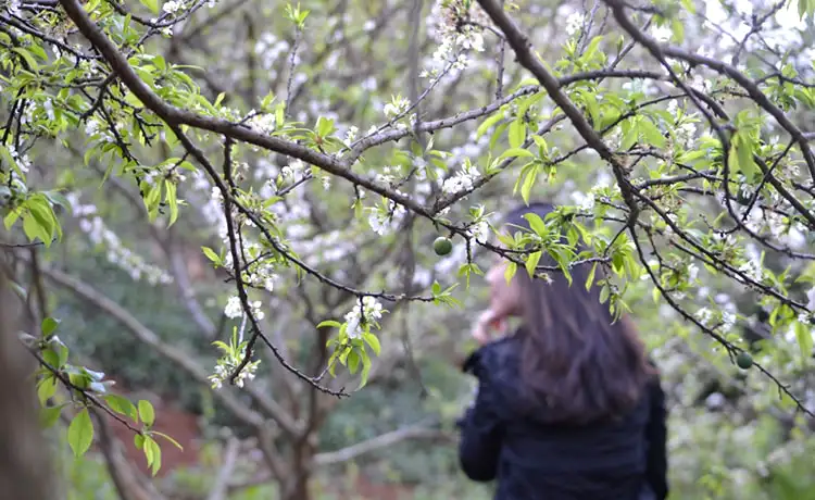 du lịch hà giang du lịch hà giang