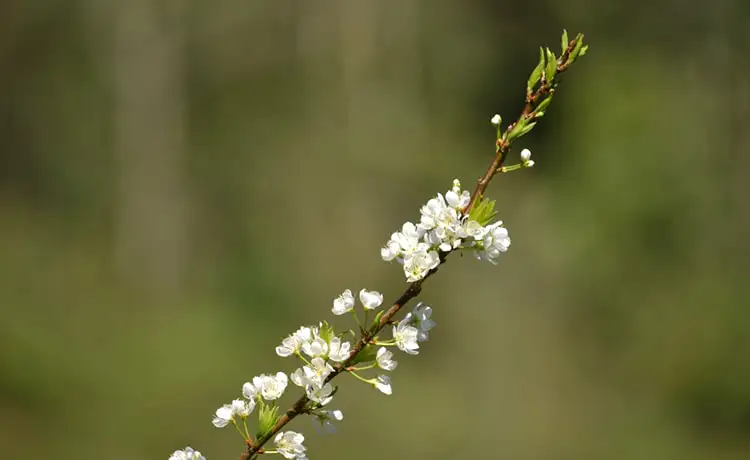 Thung lũng mận Mu Náu Mộc Châu