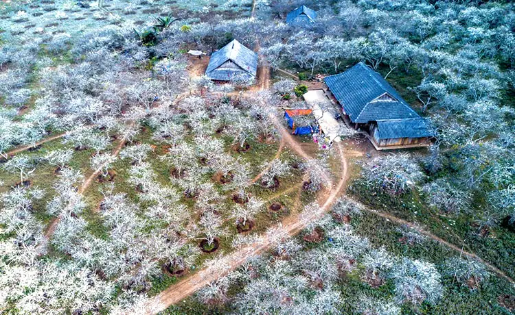 Thung lũng mận Nà Ka Mộc Châu