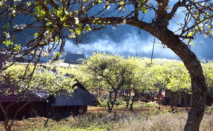 Thung lũng mận Nà Ka Mộc Châu