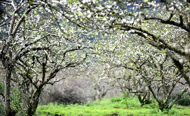 Thung lũng mận Nà Ka Mộc Châu