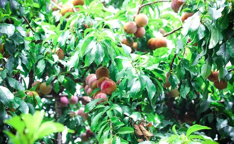 Thung lũng mận Nà Ka Mộc Châu