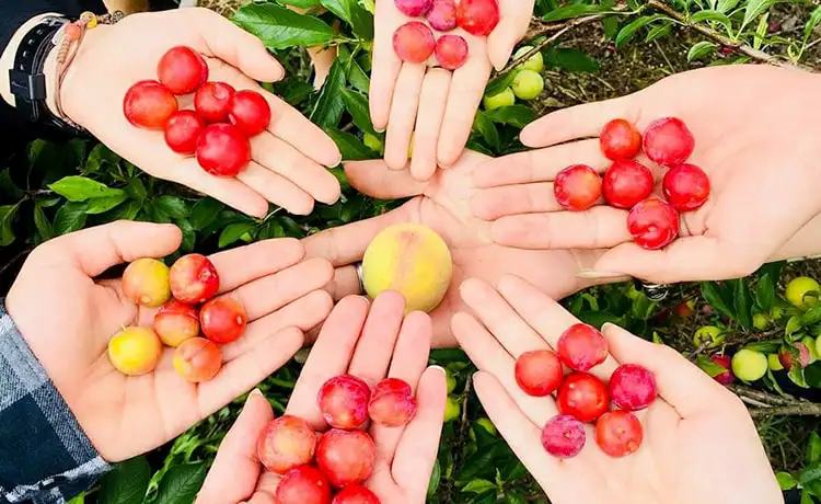 Thung lũng mận Nà Ka Mộc Châu