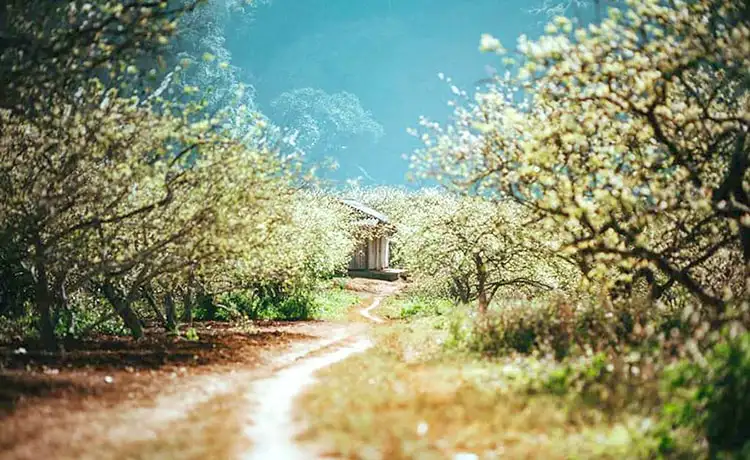 Thung lũng mận Nà Ka Mộc Châu