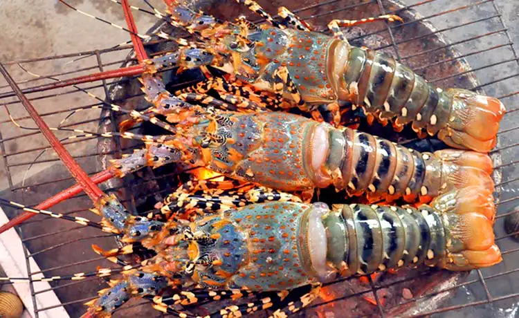 tôm hùm đảo bình hưng