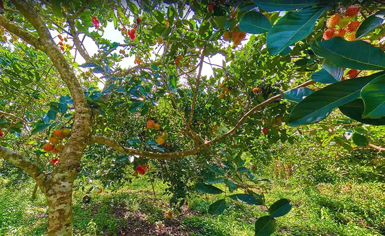 tour du lịch Bến Tre tour du lịch Bến Tre