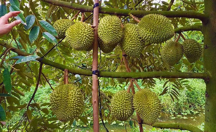 tour du lịch Bến Tre