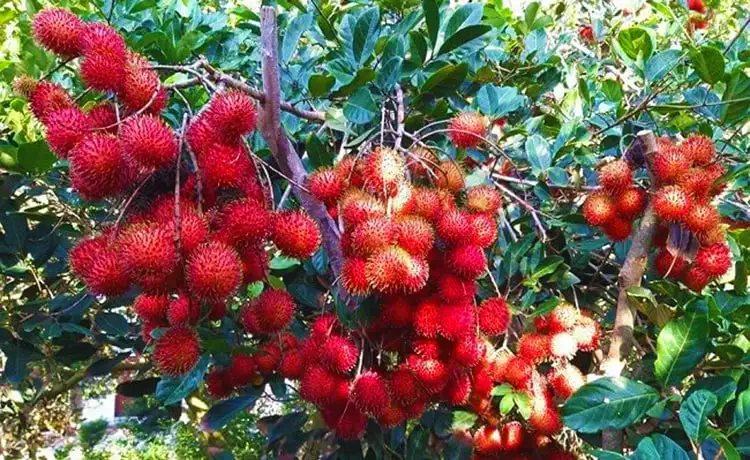 Vườn Trái Cây Tân Phú - Du Lịch Bến Tre ®Hitour