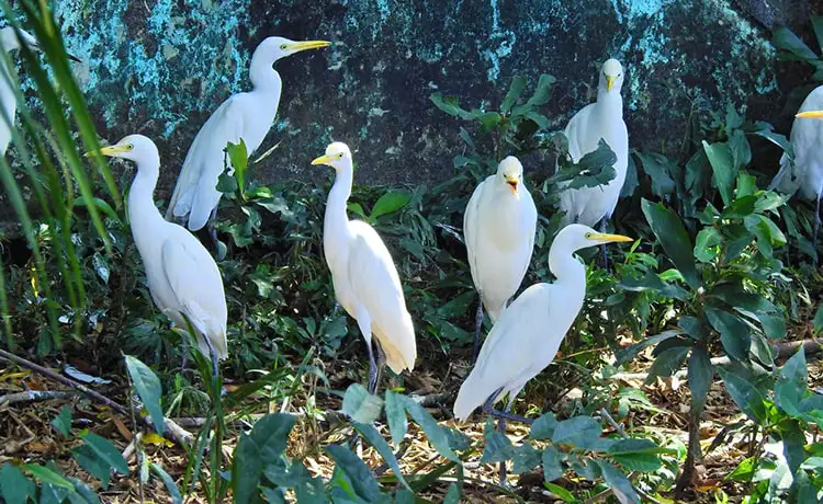tour du lịch Cà Mau