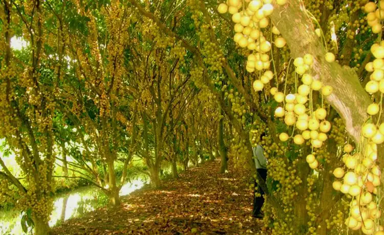 tour du lịch Cà Mau