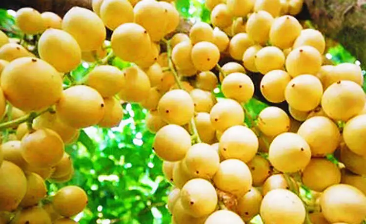 tour du lịch Cần Thơ