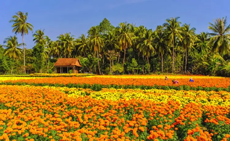 tour du lịch Cần Thơ