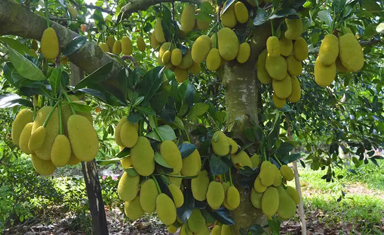 tour du lịch Cần Thơ