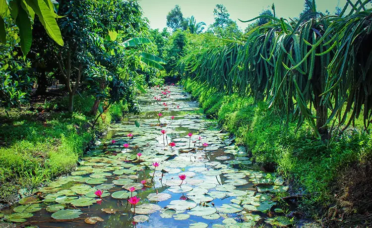 tour du lịch Cần Thơ