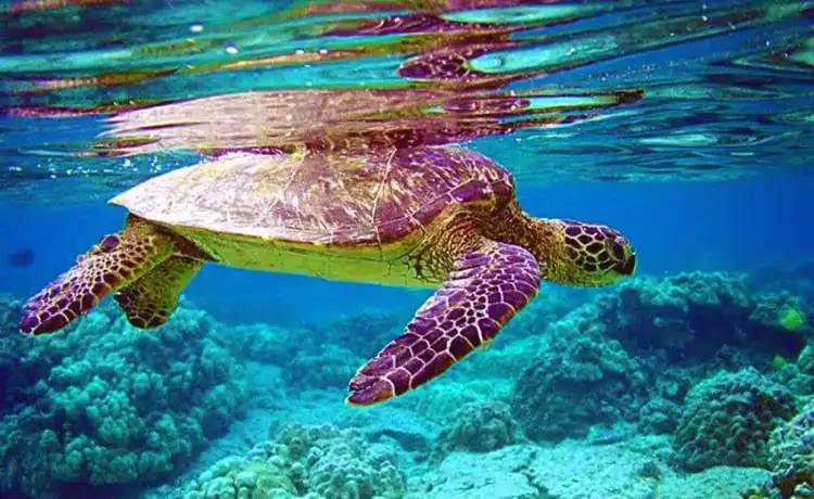 tour du lịch Côn Đảo