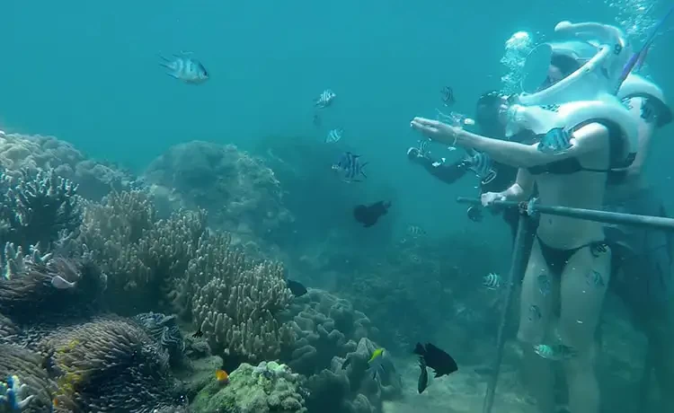 Tour Cù Lao Chàm trong ngày câu cá lặn ngắm san hô