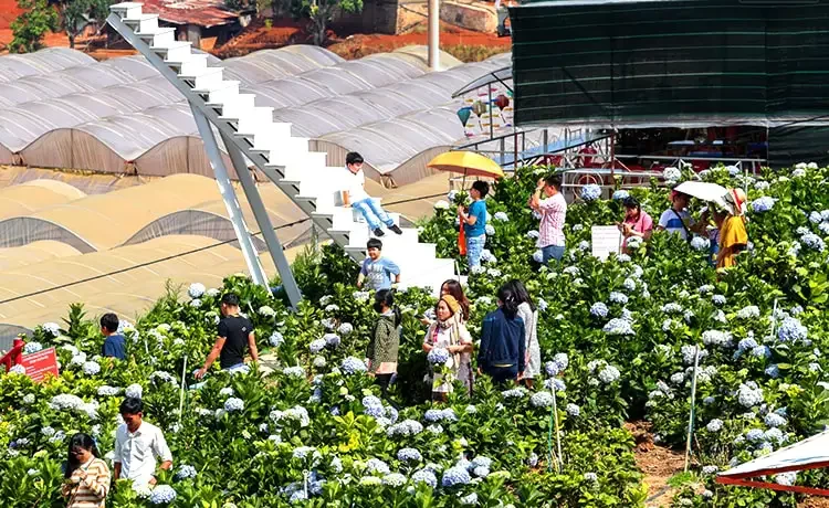 Tour du lịch Đà Lạt 2 ngày 1 đêm