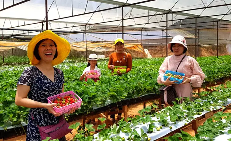 dâu tây hồ than thở đà lạt