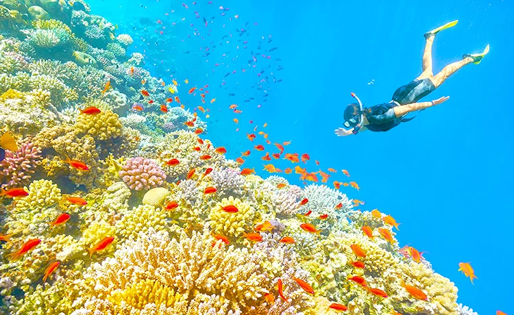 Tour Đà Nẵng - Phú Quốc 4 ngày 3 đêm (4N3D)