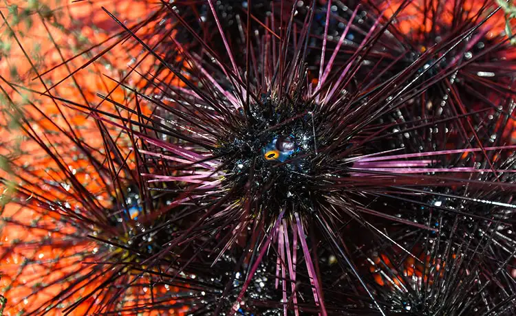 Tour du lịch đảo Hải Tặc