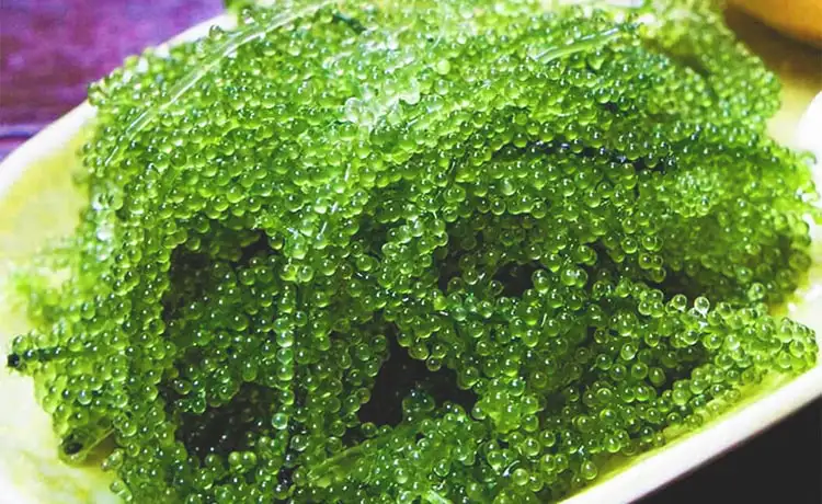 tour du lịch đảo Phú Quý