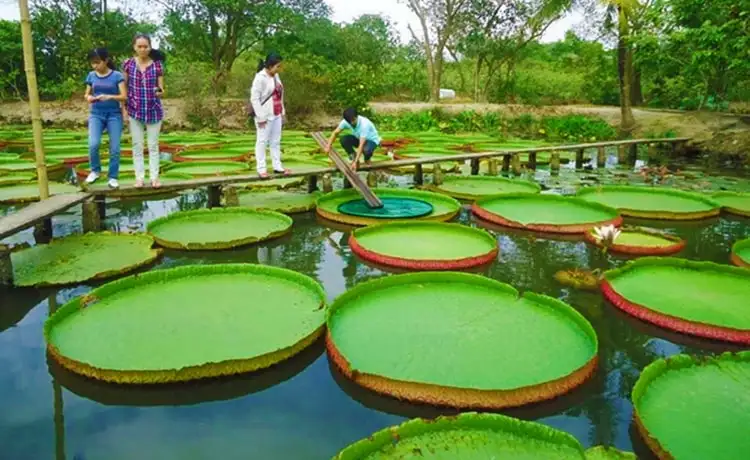 tour du lịch Đồng Tháp tour du lịch Đồng Tháp