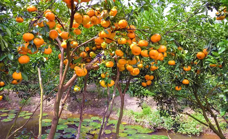 tour du lịch Đồng Tháp