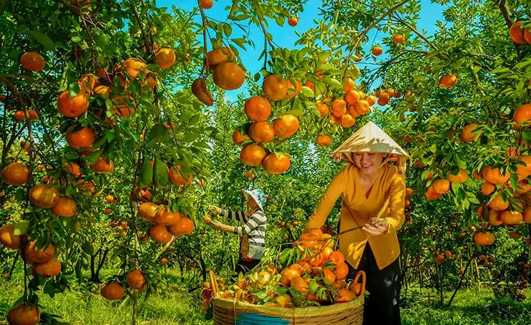 tour du lịch Đồng Tháp