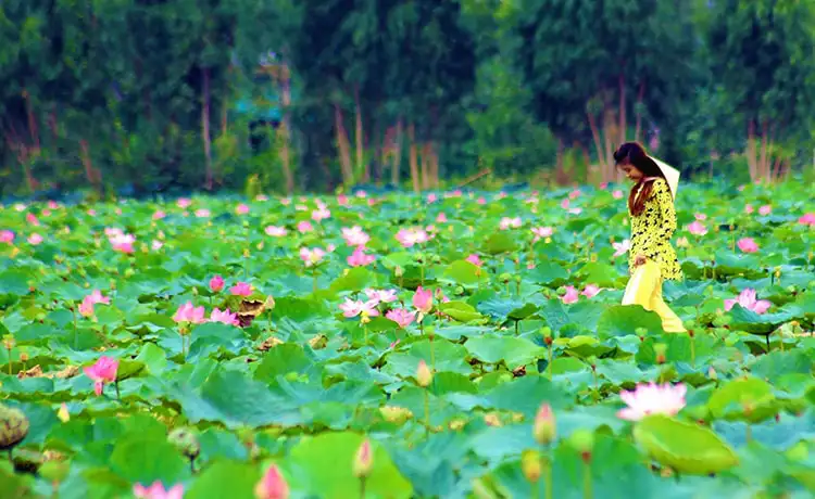 tour du lịch Đồng Tháp