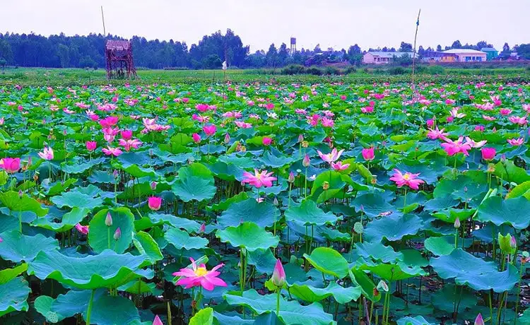 du lịch Đồng Tháp