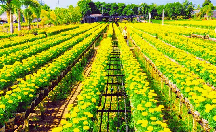 du lịch Đồng Tháp