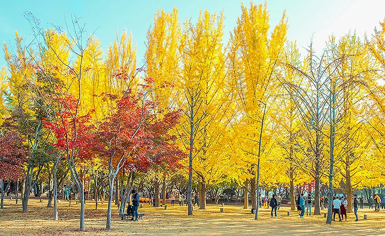 Tour du lịch Hàn Quốc 5 ngày 4 đêm